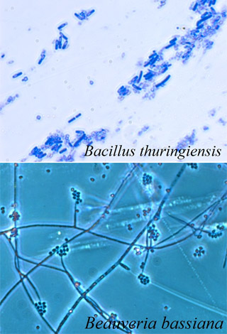 Bioinsecticides